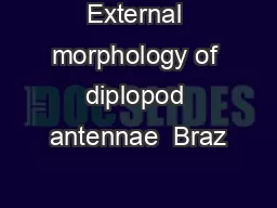 External morphology of diplopod antennae  Braz