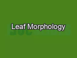 Leaf Morphology