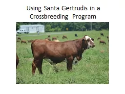 Using Santa Gertrudis in a Crossbreeding Program