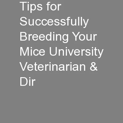 Tips for Successfully Breeding Your Mice University Veterinarian & Dir