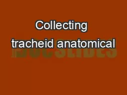 Collecting tracheid anatomical