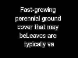 Fast-growing perennial ground cover that may beLeaves are typically va