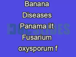 Banana Diseases Panama ilt Fusarium oxysporum f