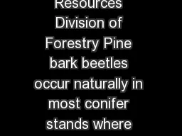 Minnesota Department of Natural Resources Division of Forestry Pine bark beetles occur