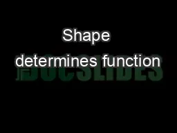 Shape determines function