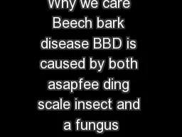 Why we care Beech bark disease BBD is caused by both asapfee ding scale insect and a fungus