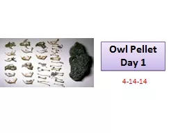Owl Pellet Day 1