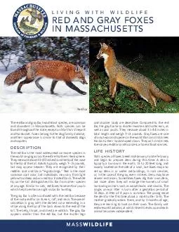 Living With Wildlife Red Fox  Gray Fox in Massachusetts The red fox and gray fox are both common and abundant species in Massachusetts