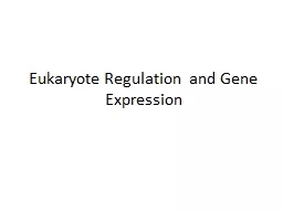 Eukaryote Regulation  and Gene Expression