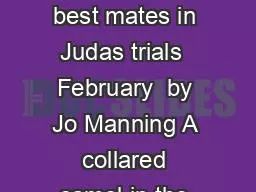 Camels betray their best mates in Judas trials  February  by Jo Manning A collared camel
