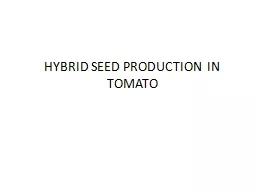 HYBRID SEED PRODUCTION IN TOMATO