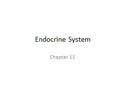 Endocrine Syste