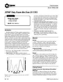 SYPRO Ruby Protein Blot Stain MP  Revised May Product Information SYPRO Ruby Protein Blot