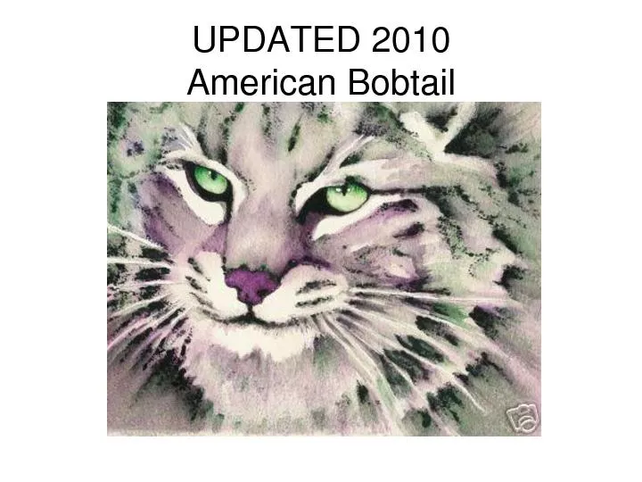 American Bobtail