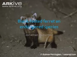 Black-footed ferret an endangered species