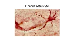 Fibrous Astrocyte