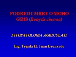 PODREDUMBRE O MOHO GRIS (