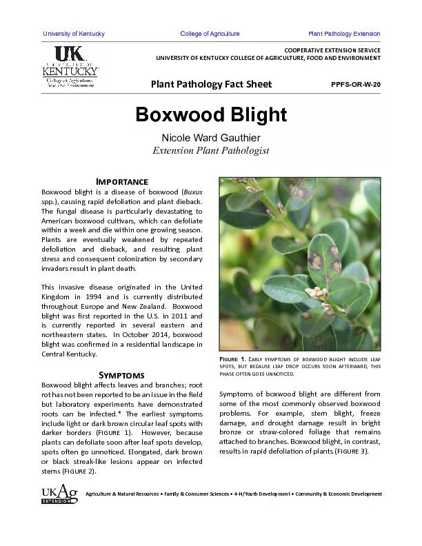 Symptoms of boxwood blight are di�erent from some of the mo