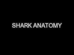 SHARK ANATOMY