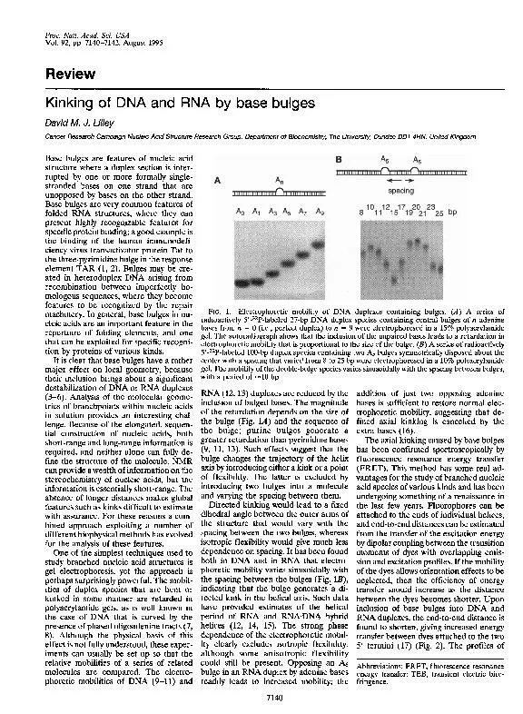 Proc.Natl.Acad.Sci.USAVol.92,pp.7140-7142,August1995ReviewKinkingofDNA