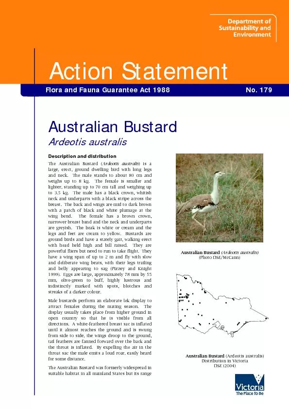Description and distributionThe Australian Bustard (Ardeotis australis