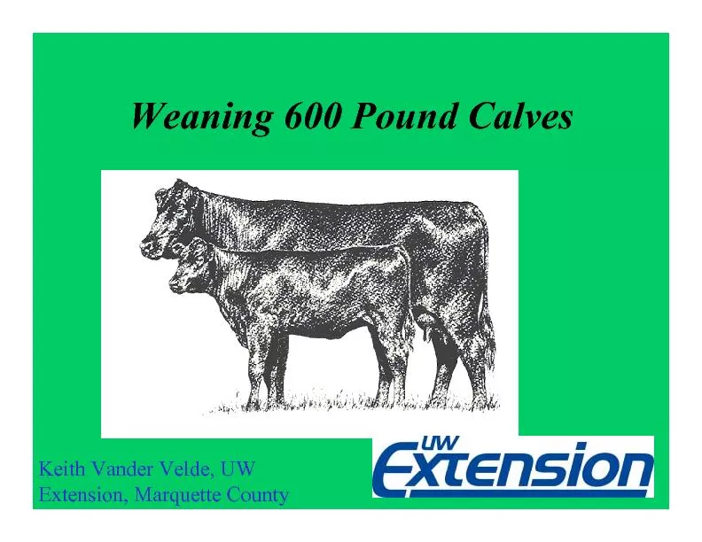 Weaning600 Pound Calves