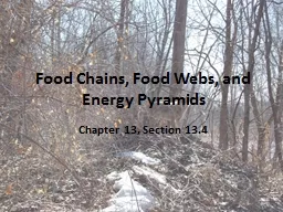 Food Chains, Food Webs, and Energy Pyramids