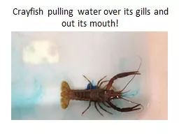 Crayfish pulling water over its gills and out its mouth!