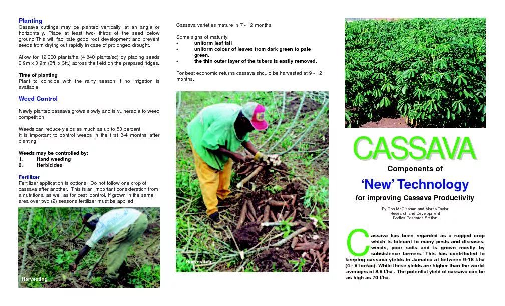 Cassava cuttings may be planted vertically, at an angle orhorizontally