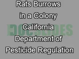 Kangaroo Rats Burrows in a Colony California Department of Pesticide Regulation