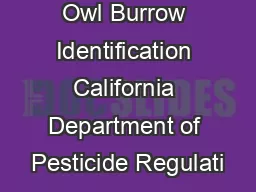 Burrowing Owl Burrow Identification California Department of Pesticide Regulati