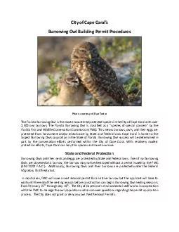 Burrowing Owl Building Permit Procedures Photo courtesy of Dan Tudor The Florid
