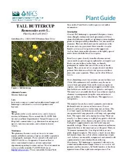 Plant Guide TALL BUTTERCUP Ranunculus acris L
