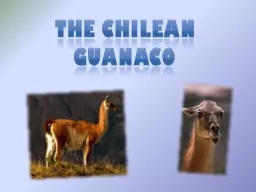 The Chilean guanaco