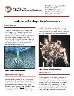 Clubroot of Cabbage Plasmodiophora brassicae Clubroot is a very serious disease