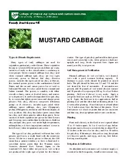Food Just Grow It MUSTARD CABBAGE Types  Climatic Requirements Many types of le