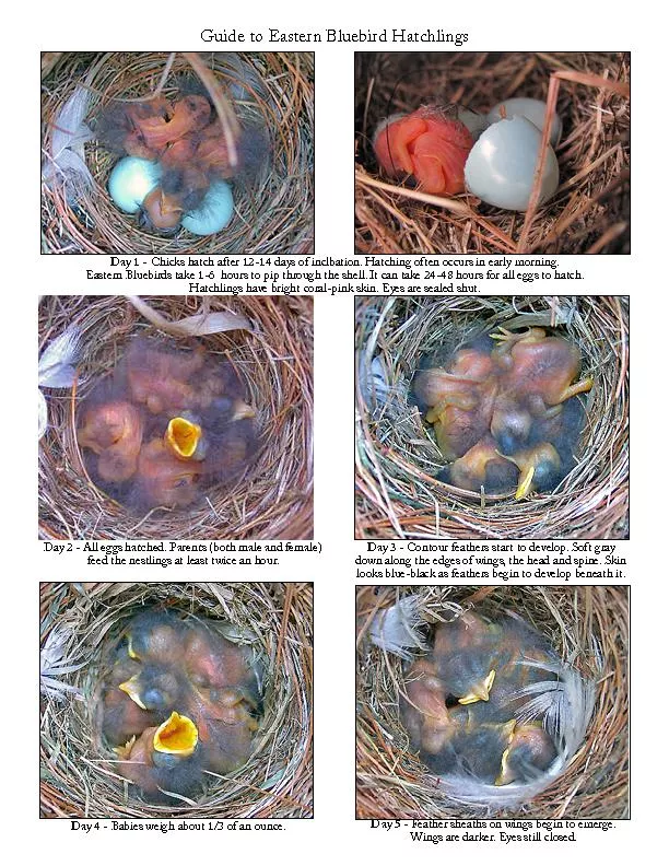 Guide to Eastern Bluebird Hatchlings