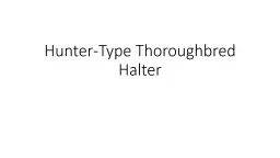 Hunter-Type Thoroughbred