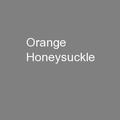 Orange Honeysuckle