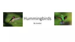 H ummingbirds