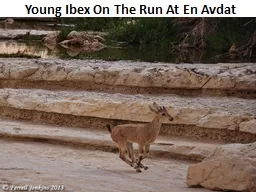Young Ibex