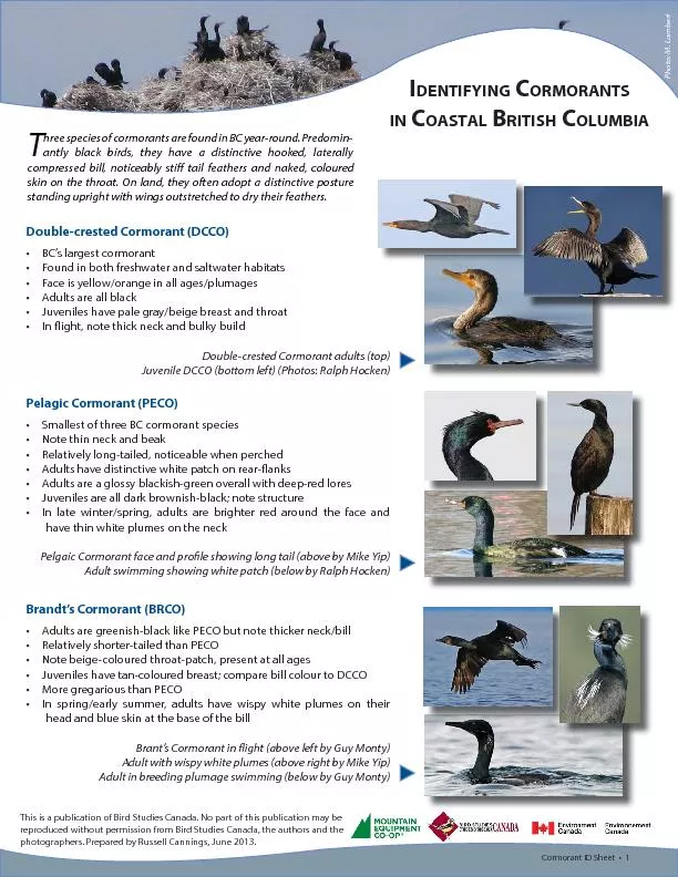 Cormorant ID Sheet  