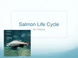 Salmon Life Cycle