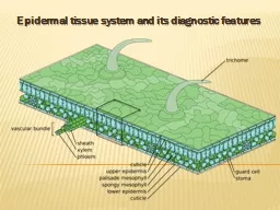 Epidermal tissue system and its diagnostic features