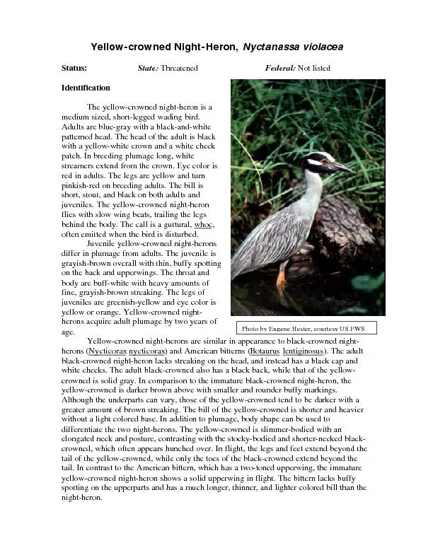 Yellow-crowned Night-Heron, Nyctanassa violaceaStatus:  ThreatenedFede