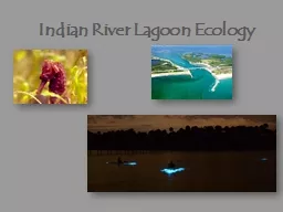 Indian River Lagoon Ecology