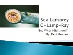 Sea Lamprey