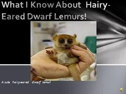 A cute hairy-eared dwarf lemur!