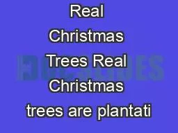 Real Christmas Trees Real Christmas trees are plantati
