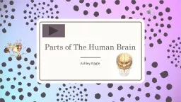 Parts of The Human Brain